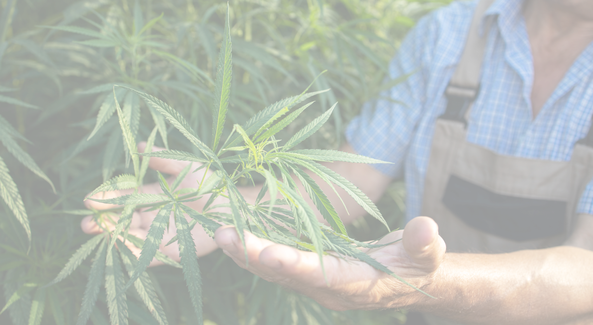 Growing cannabis hemp plants for alternative medicine